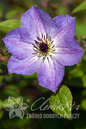 Clematis 'Morning Sky' PBR