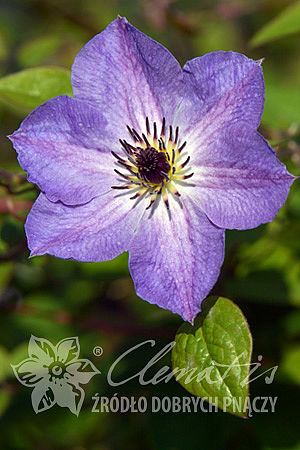 Clematis 'Morning Sky'