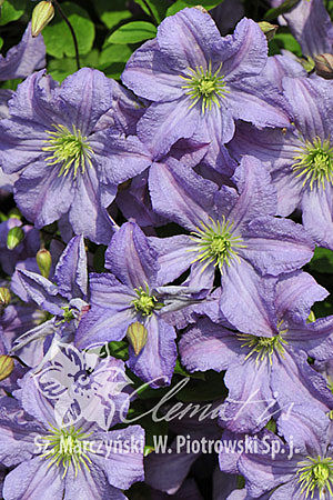 Clematis  'Prince Charles'
