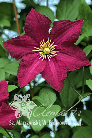 Clematis  'Polonez'