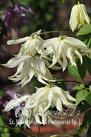 Clematis 'Lemon Dream’ PBR