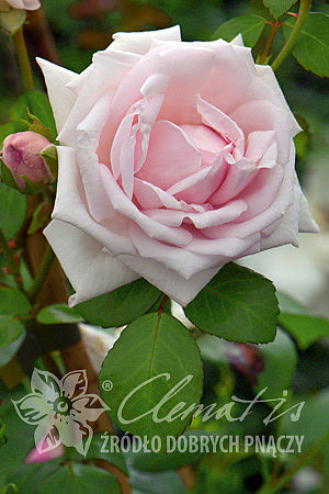 Rosa 'New Dawn'