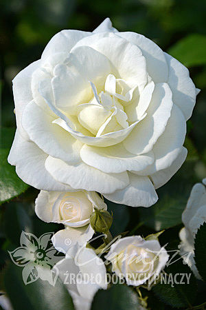 Rosa 'White New Dawn'