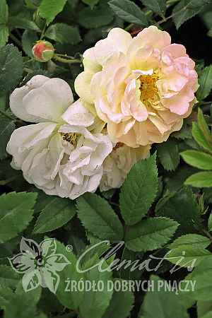 Rosa 'Ghislaine de Féligonde'