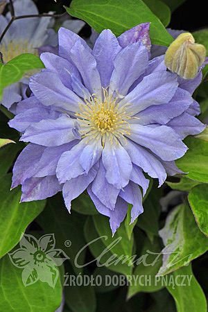 Clematis  'Azure Ball'PBR