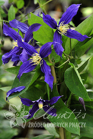 Clematis 'Blue Sensation' 