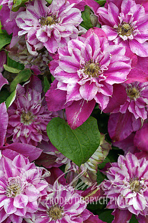 Clematis 'My Darling'