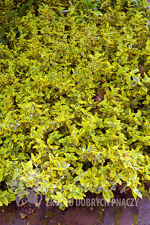 Euonymus fortunei 'Emerald'n'Gold'