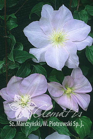 Clematis 'Louise Rowe'