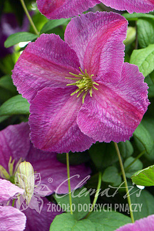 Clematis 'Mazurek'PBR 