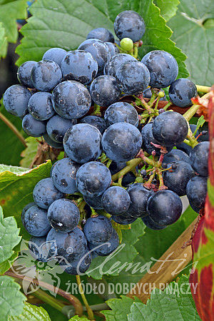 Vitis 'Rondo'