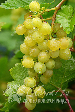 Vitis 'Primavera'