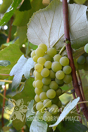 Vitis 'Ontario'