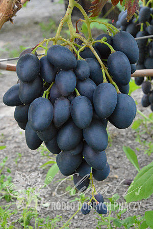 Vitis 'Nadieżda Azos'