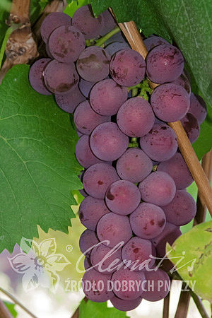 Vitis 'Konkord Rosyjski'