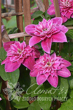 Clematis 'My Darling'