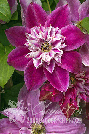 Clematis 'My Darling'