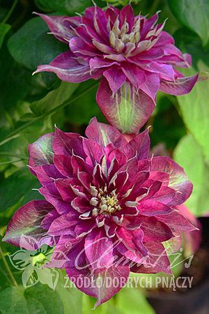 Clematis 'My Darling'