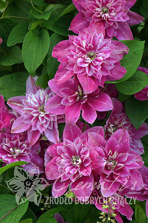 Clematis 'My Darling'PBR