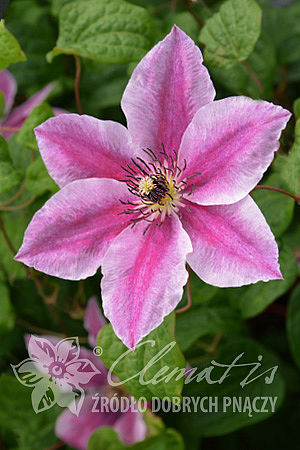 Clematis 'My Darling'