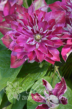 Clematis 'My Darling'