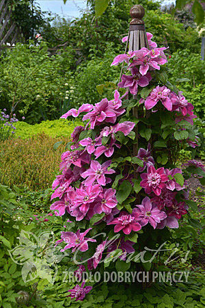 Clematis 'My Darling'