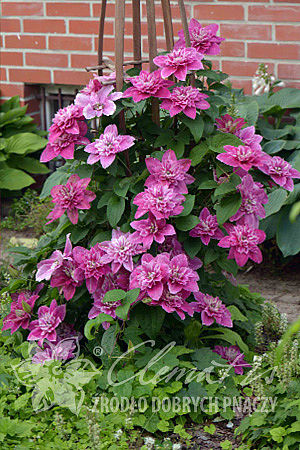 Clematis 'My Darling'PBR