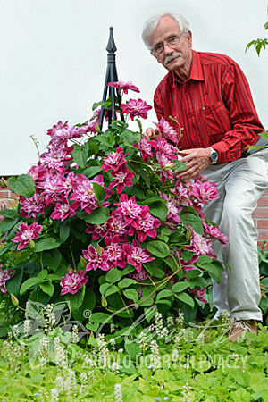 Clematis 'My Darling'