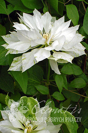 Clematis 'Yukiokoshi'