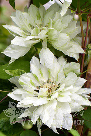 Clematis 'Yukiokoshi'