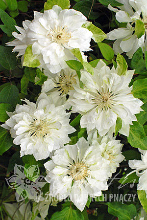 Clematis 'Yukiokoshi'