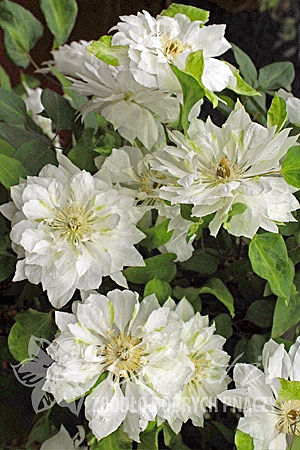 Clematis 'Yukiokoshi'