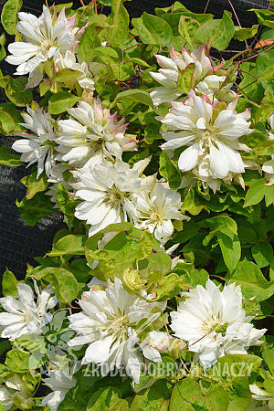 Clematis 'Yukiokoshi'