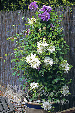 Clematis 'Yukiokoshi'