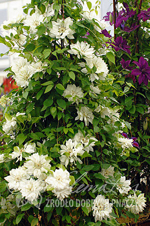 Clematis 'Yukiokoshi'