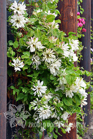 Clematis 'Yukiokoshi'