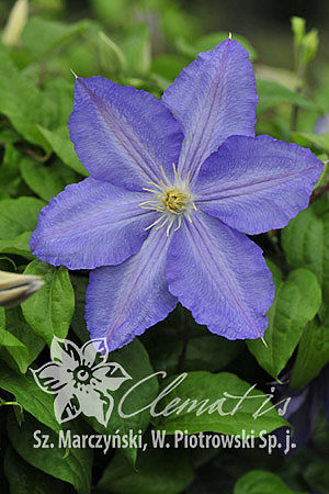 Clematis 'Vistula'PBR