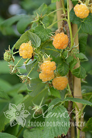 Rubus idaeus Twotimer 'Sugana Yellow'PBR
