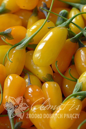 Lycium barbarum  AMBER SWEET GOJI®