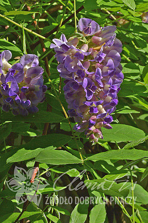 Wisteria frutescens 'Longwood Purple'