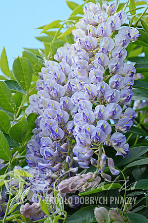 Wisteria macrostachya 'Blue Moon'