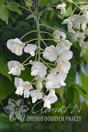 Wisteria brachybotrys 'White Silk'