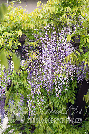 Wisteria 'Anwen'