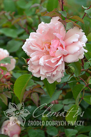 Rosa 'Albertine'