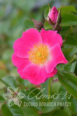 Rosa 'American Pillar'