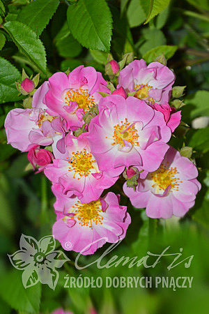 Rosa 'Apple Blossom'