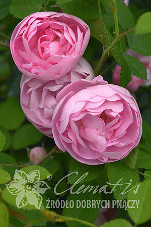 Rosa 'Raubritter'