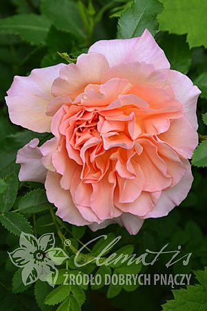 Rosa 'Emelie'