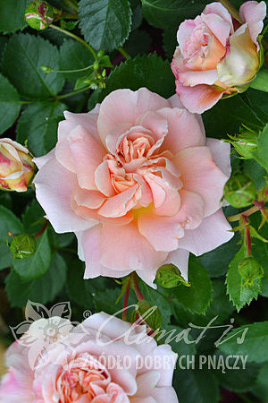 Rosa 'Morgengruss'