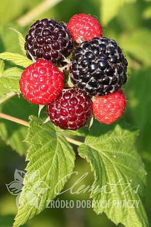 Rubus occidentalis 'Bristol'